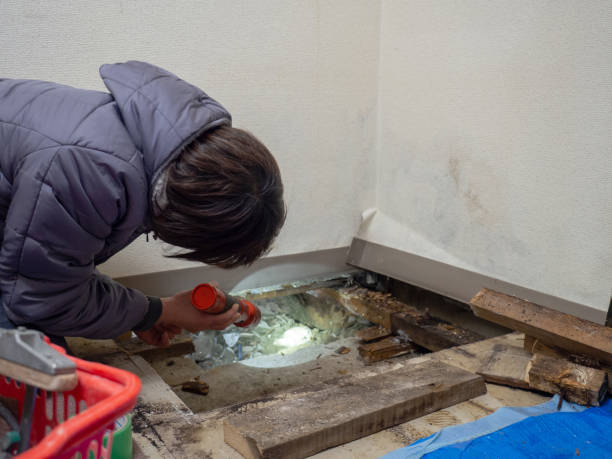 Best Black Mold Removal  in Lesslie, SC
